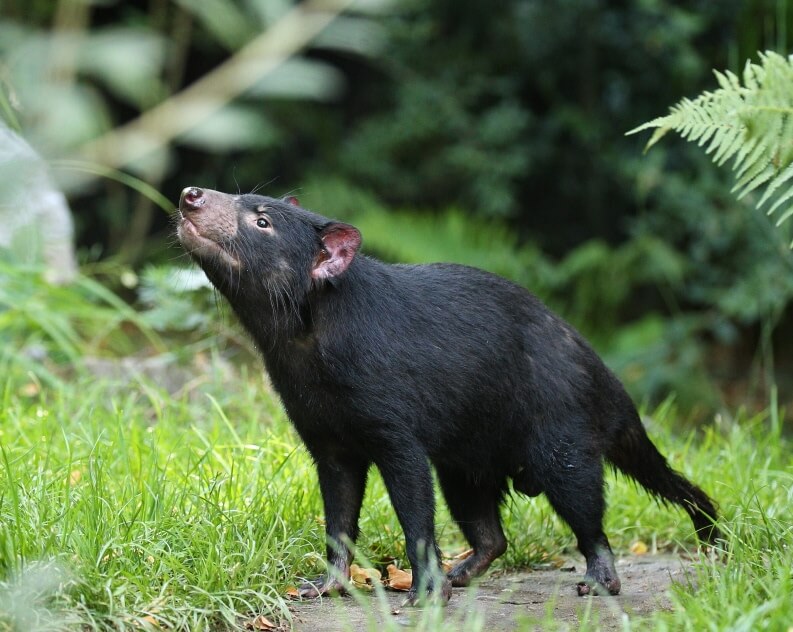 A Tasmanian devil stands on grass, looking upward, surrounded by green plants and foliage.