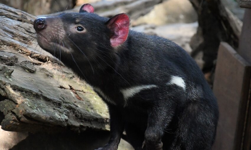 A Tasmanian devil with dark fur and a white stripe on its chest stands near a log in a natural outdoor setting.