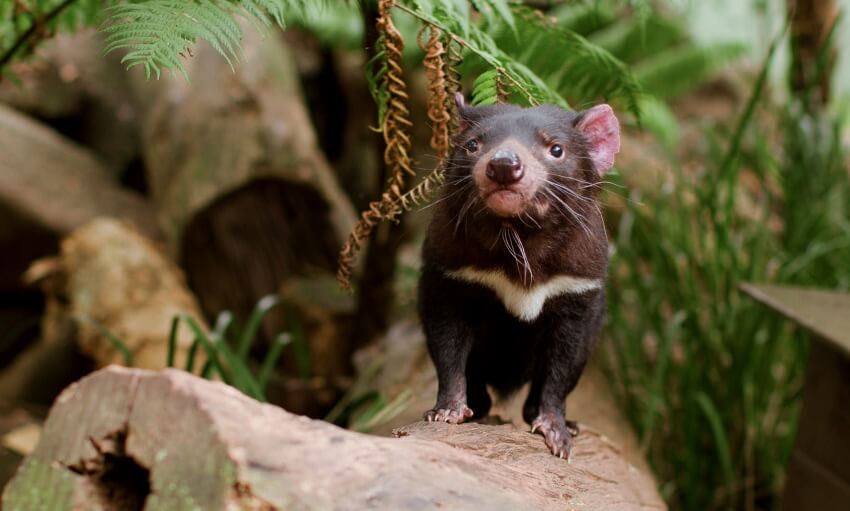 A Tasmanian devil stands on a fallen log in a forested area, surrounded by ferns and greenery.