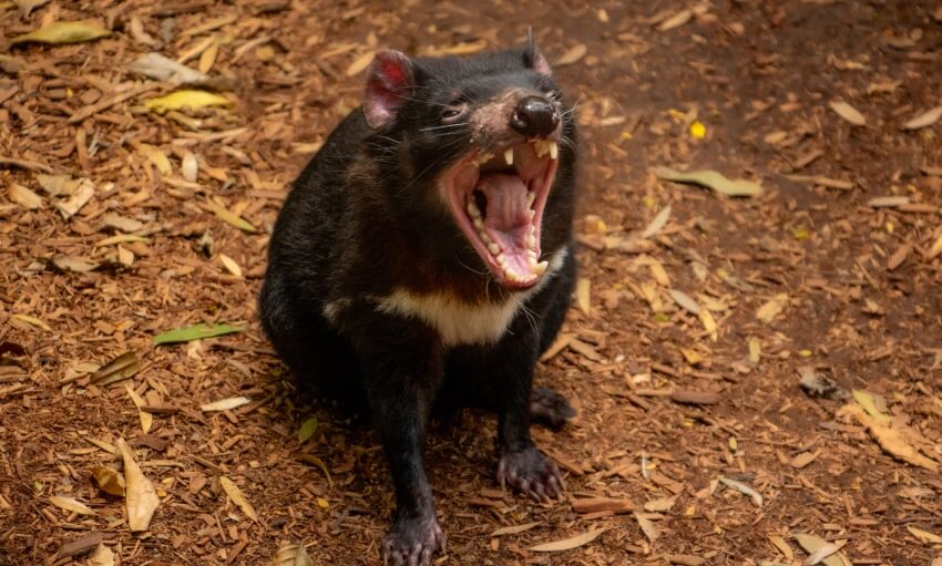 A Tasmanian devil sits on brown dirt and leaves, mouth open wide showing its teeth.