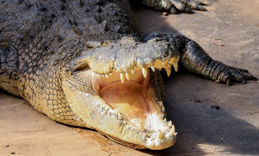 A large crocodile lies on the ground with its mouth wide open, displaying sharp teeth and rough, textured skin.