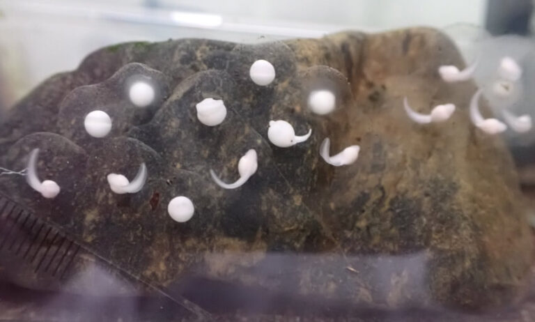 First Captive Bred Kroombit Tinkerfrogs Released Into The Wild