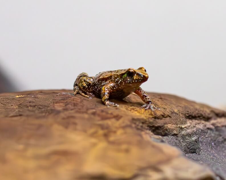 A small brown frog with white spots sits on a rough, brown rock against a plain background.