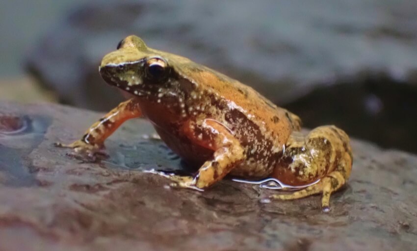 A brown and orange frog with speckled patterns sits on a wet rock, facing slightly to the left.