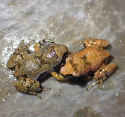 Two small frogs with textured, earth-toned skin, one brown and one gray, sit closely together on a wet, rocky surface.