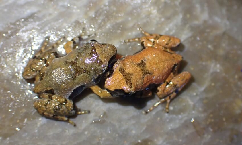 Two small, wet frogs with mottled brown and gray skin sit on a smooth, damp rock surface.