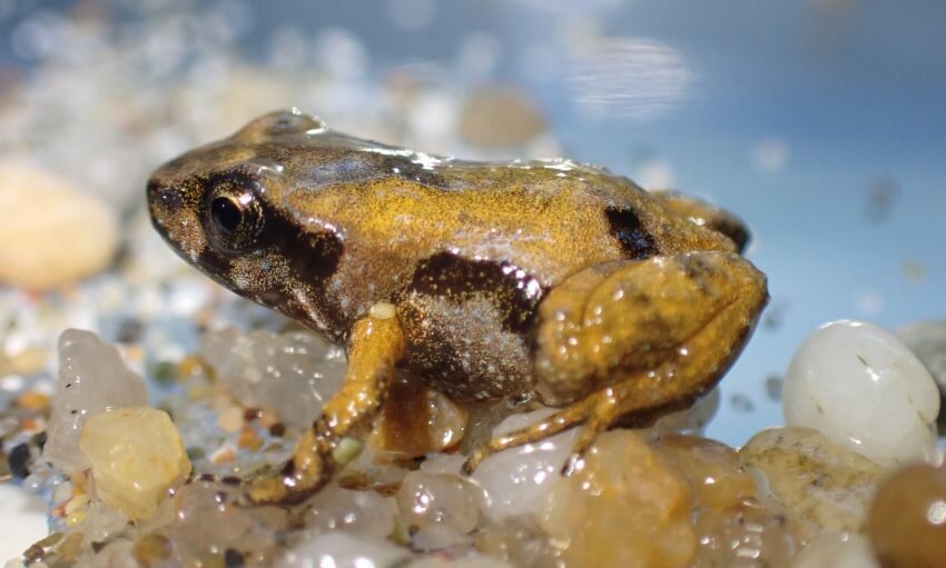 A small brown and yellow frog sits on wet pebbles and sand near shallow water.