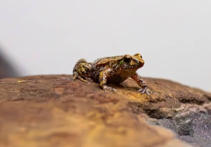 Small, spotted frog perched on a textured, light brown rock.