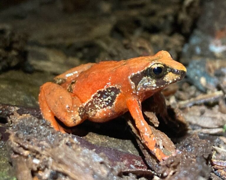 A small, bright orange frog with dark markings sits on a forest floor covered in leaves and bark.