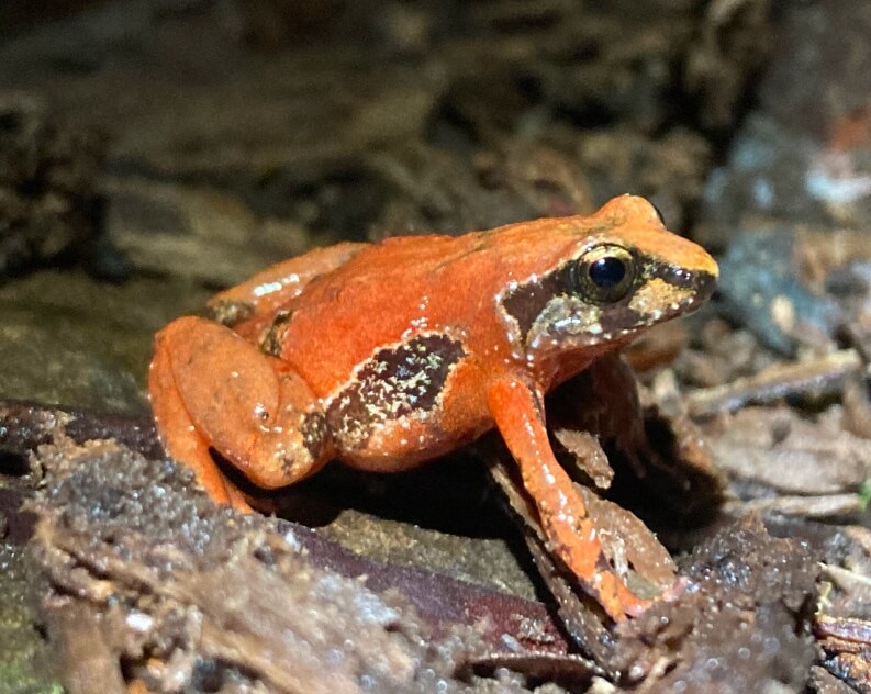 A small, bright orange frog with dark markings sits on a forest floor covered in leaves and bark.
