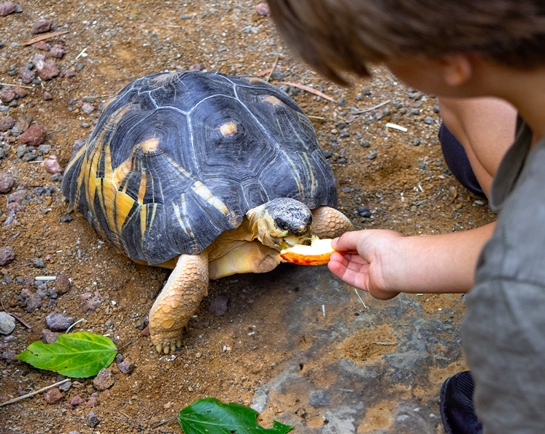 boy feeds radiated tortoise