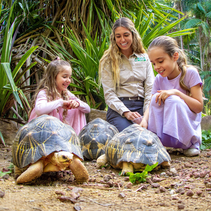 Tortoise Encounter feature image - family with tortoises