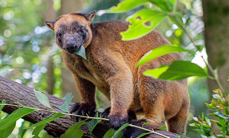 Tree kangaroo brown and black sitting in tree eating leaves and holding onto branch of leaves