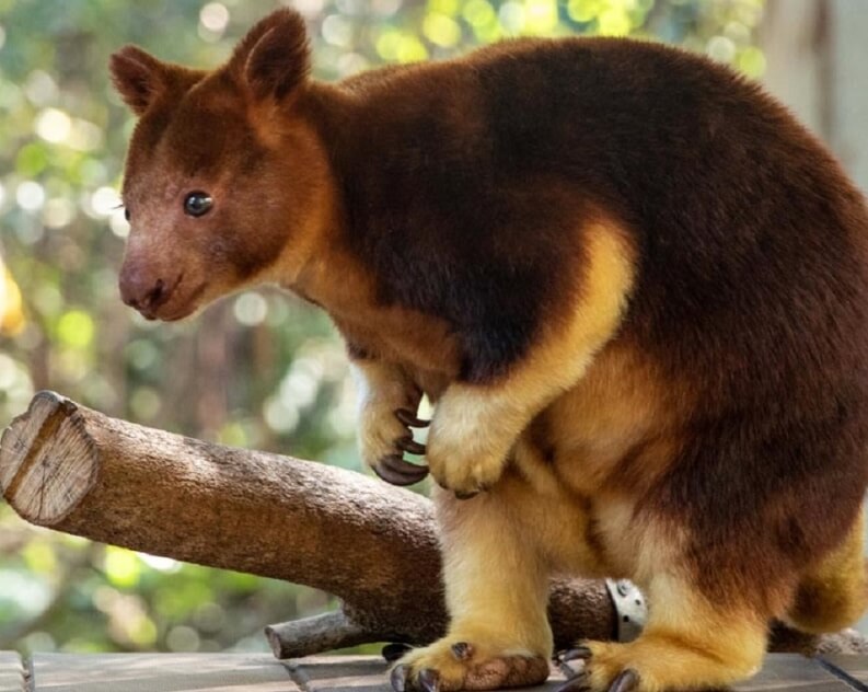 A tree kangaroo with brown and golden fur stands on a tree branch in an outdoor environment with blurred foliage in the background.