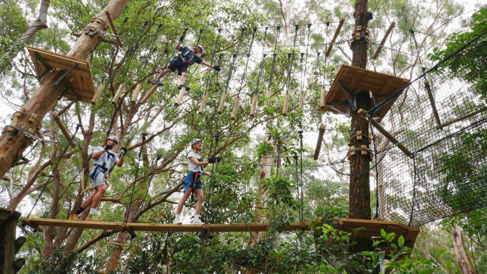 person doing treetop challenge amongst trees at currumbin wildlife sanctuary