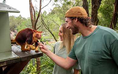 Couple feeding a red-necked pademelon at an outdoor wildlife enclosure.