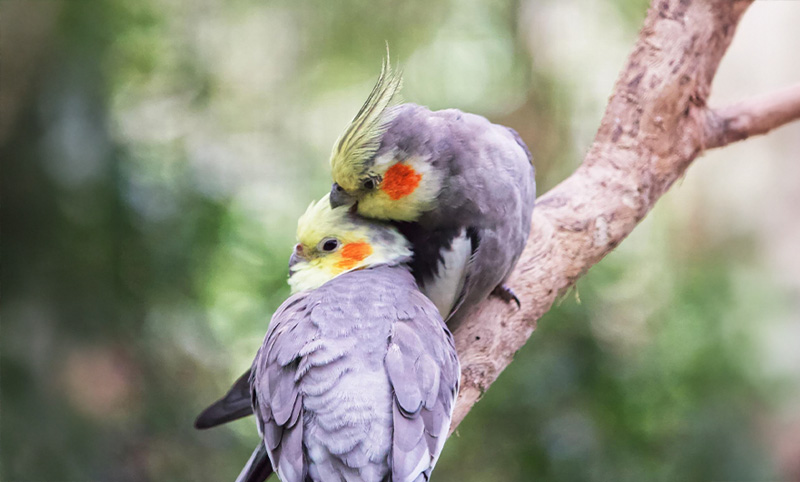 Two grey cockatiels with yellow and orange cheeks, kissing sitting on tree branch