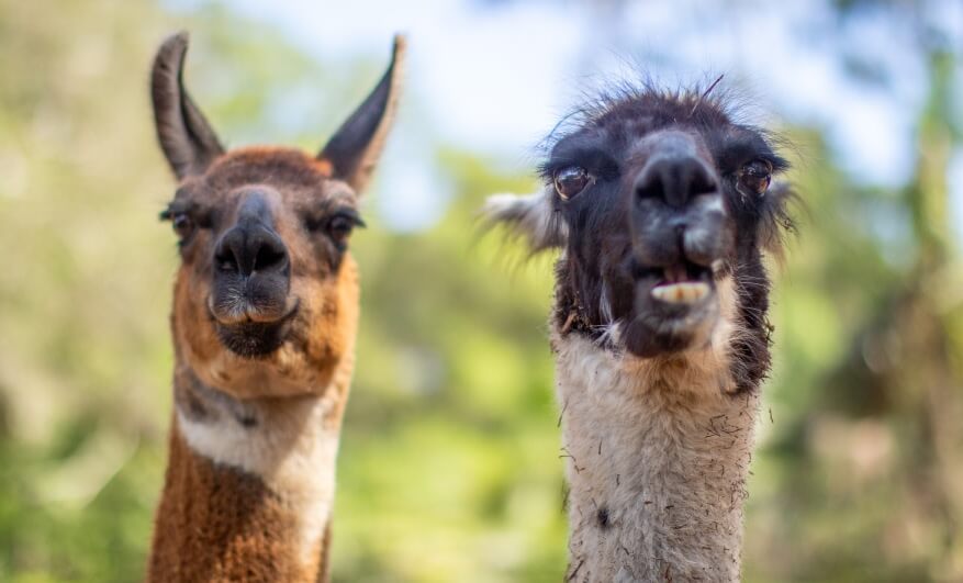 Two llamas stand side by side outdoors, looking directly at the camera with a blurred green background.