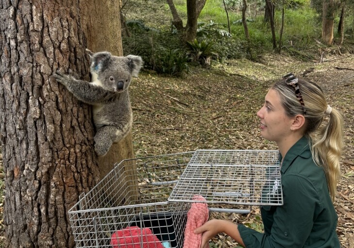 A woman kneels next to a koala climbing a tree, holding an open metal animal carrier lined with a pink towel, in a wooded outdoor area.