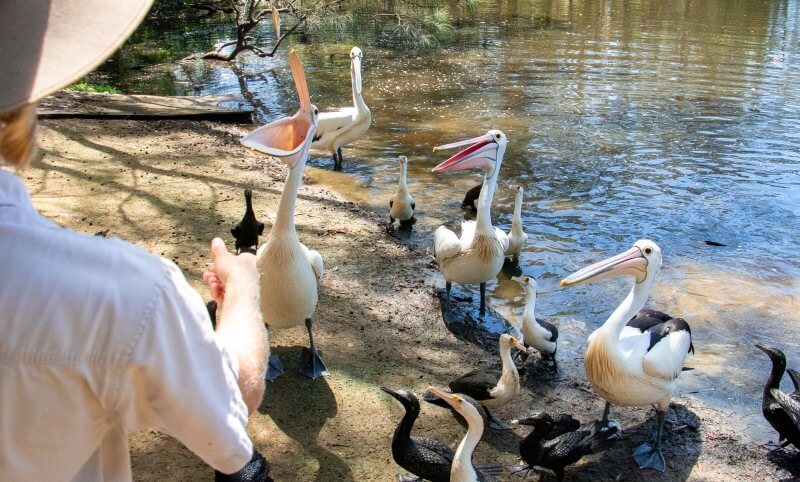 A person stands near the water feeding a group of large pelicans and several smaller black birds on the shore.