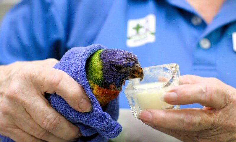 A person holds a colorful parrot wrapped in a towel and offers it a small glass container of liquid.