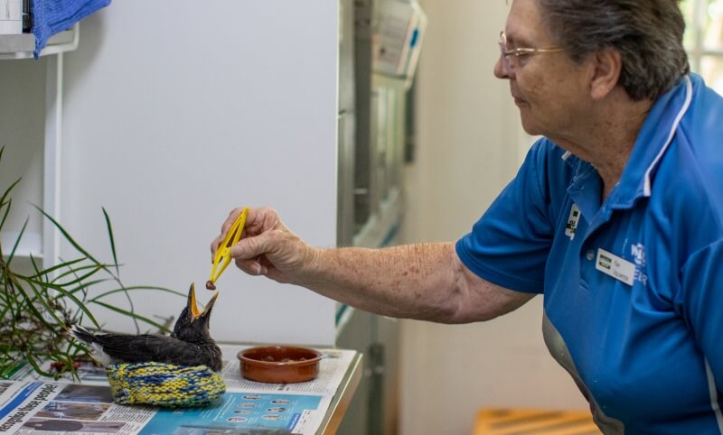 An elderly woman in a blue shirt uses tweezers to feed a small black bird lying on a towel atop a counter covered with newspaper.