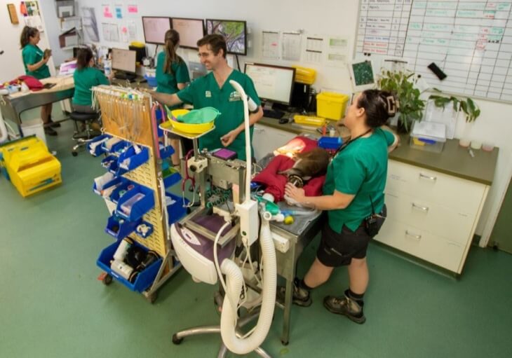 Veterinary staff in green uniforms work in a clinic, tending to an animal on an examination table surrounded by medical equipment and computer monitors.