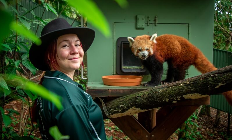 A person wearing a dark hat stands next to a red panda on a wooden platform near a green enclosure in a forested area.