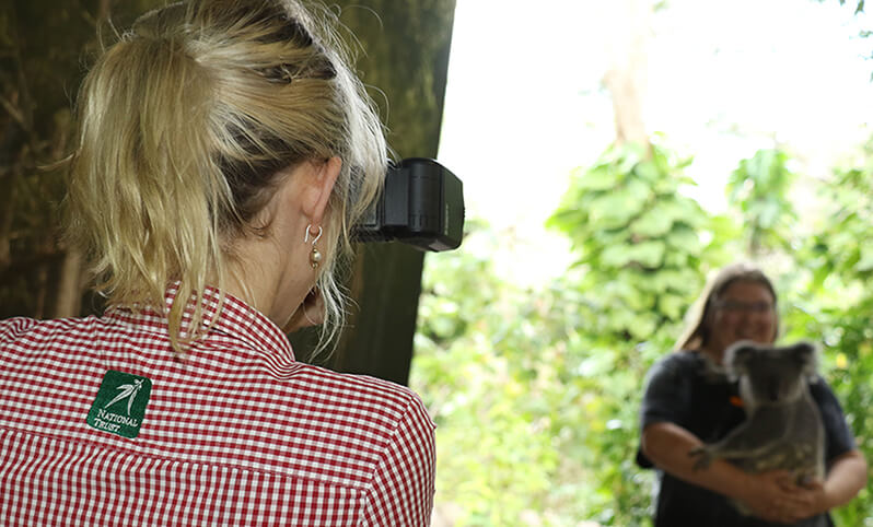 Woman wearing a red and white checkered shirt with a National Trust logo, takes a picture of a koala