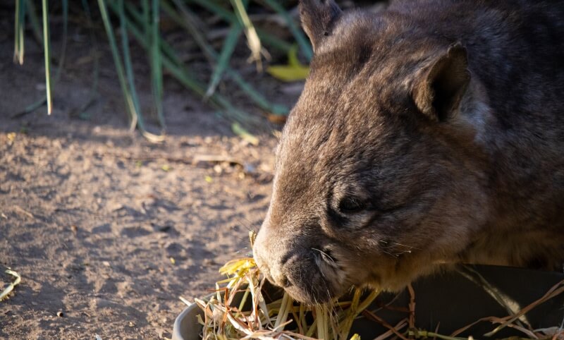 A wombat eats dry grass and leaves from a container on the ground, with sunlight illuminating its fur.