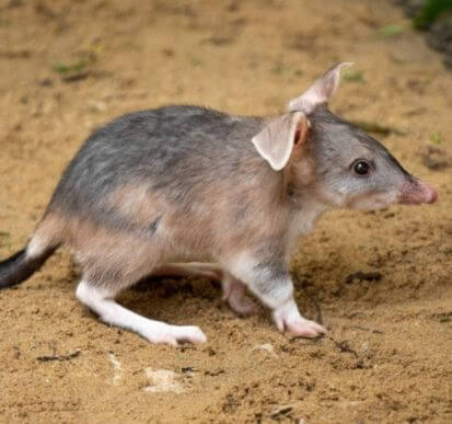 A small, gray and white marsupial with large ears walking on sandy ground.