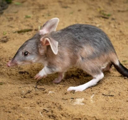 A small, gray and brown marsupial with large ears walks on sandy ground.