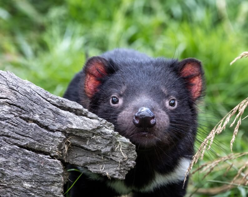 A Tasmanian devil stands behind a piece of weathered wood, facing the camera with greenery in the background.