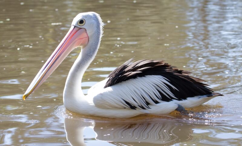 A pelican with a long beak and black-and-white feathers floats on calm water.