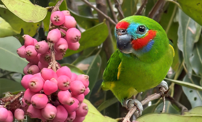 Fig parrot perched on a tree branch, looking at pink fruit next to it.