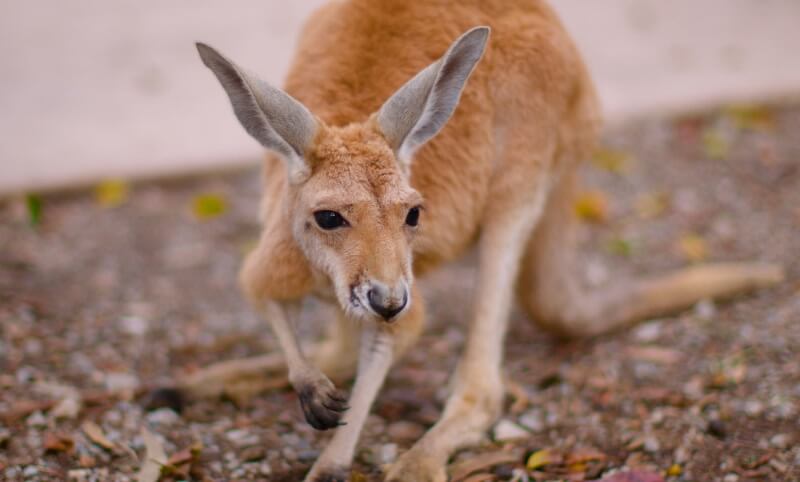 A kangaroo crouches on gravel, facing the camera with one paw lifted and ears pointed upright.