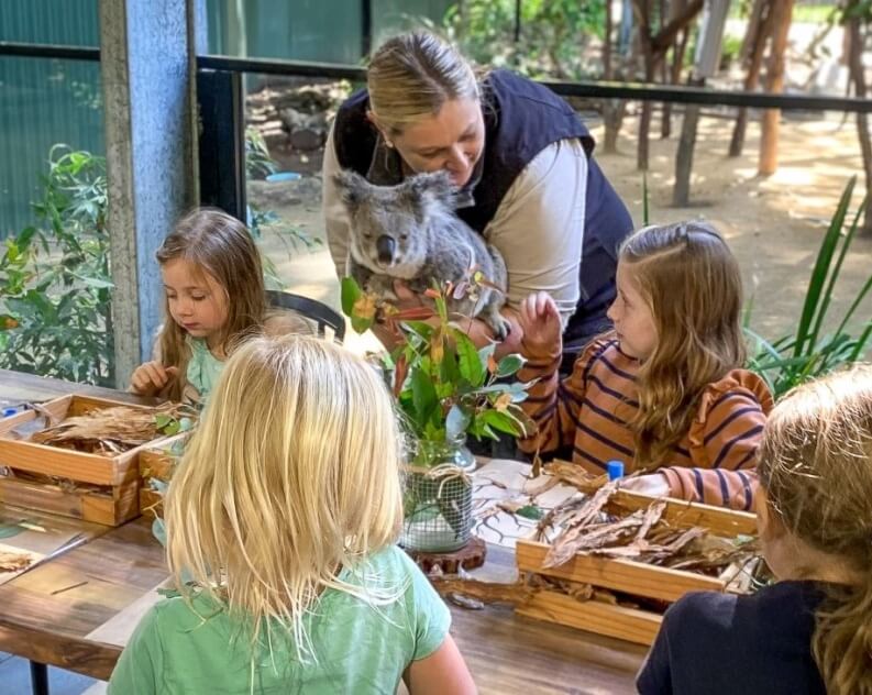 Four children sit at a table with art supplies while an adult shows them a koala in a classroom or zoo setting.