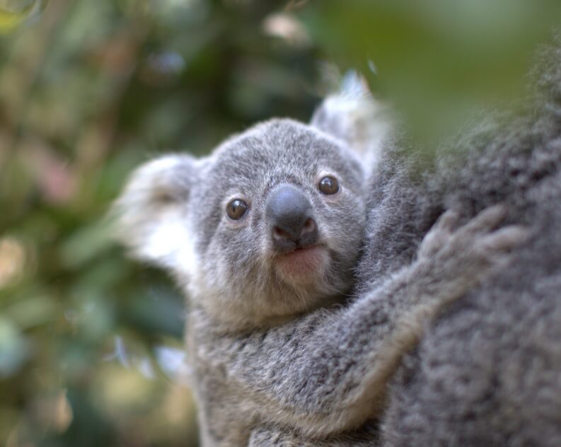 A close-up of a young koala clinging to the back of an adult, with green foliage blurred in the background.