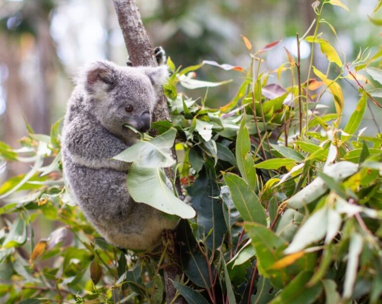 A koala clings to a tree branch while eating eucalyptus leaves in a forested area.