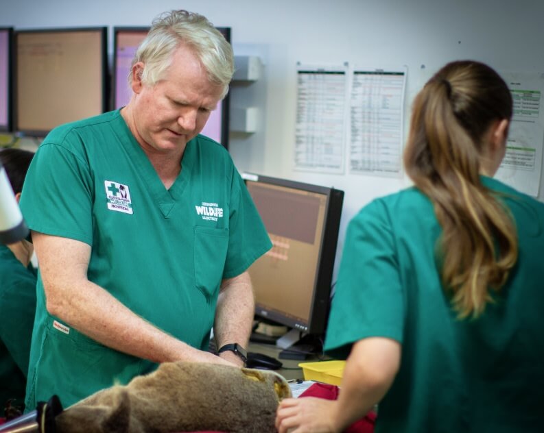 A male and a female veterinarian in green scrubs examine an animal on a table in a clinic with computer monitors and charts in the background.