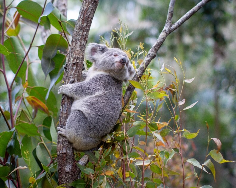 A koala clings to the trunk of a tree surrounded by green and yellow leaves in a natural outdoor setting.