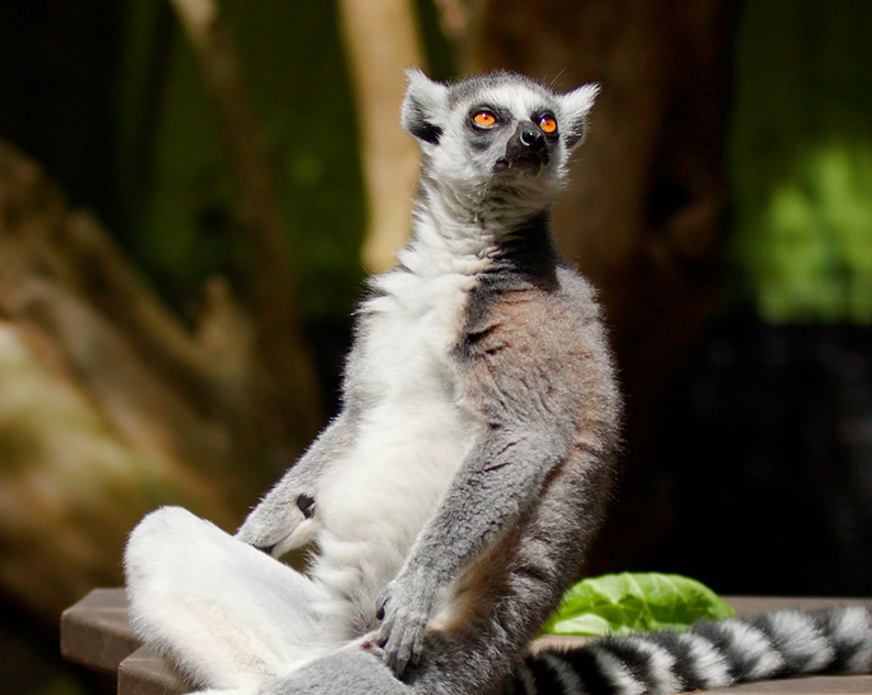 A ring-tailed lemur sits on a wooden platform, enjoying the sunshine, looking off to the side.