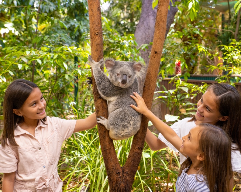 Three children stand around a koala clinging to a tree, reaching out to touch it, in an outdoor, leafy environment.