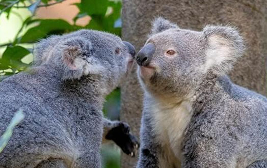 2 koalas touching noses