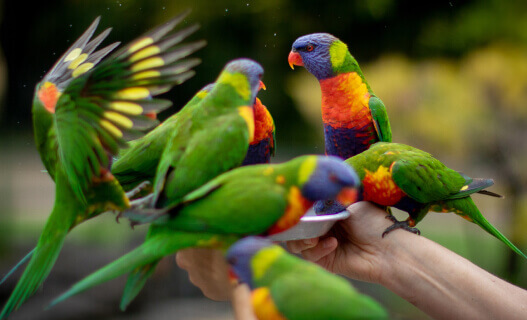 Several brightly colored lorikeets perch on a persons hands, eating from a white plate, with blurred greenery in the background.