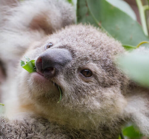 A close-up of a koala eating a green leaf, with soft fur and large nose visible among green foliage.