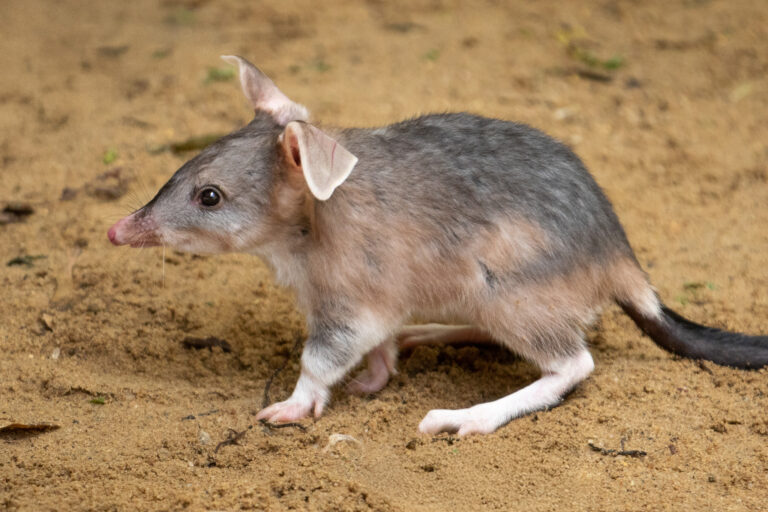 Bilby grey and beige captured from the side, walking across sandy grounds