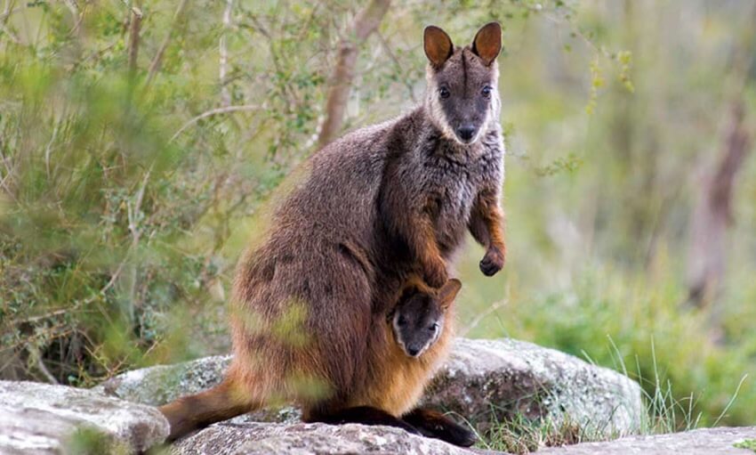 A wallaby stands on rocks in a natural setting with a joey partially visible in its pouch.