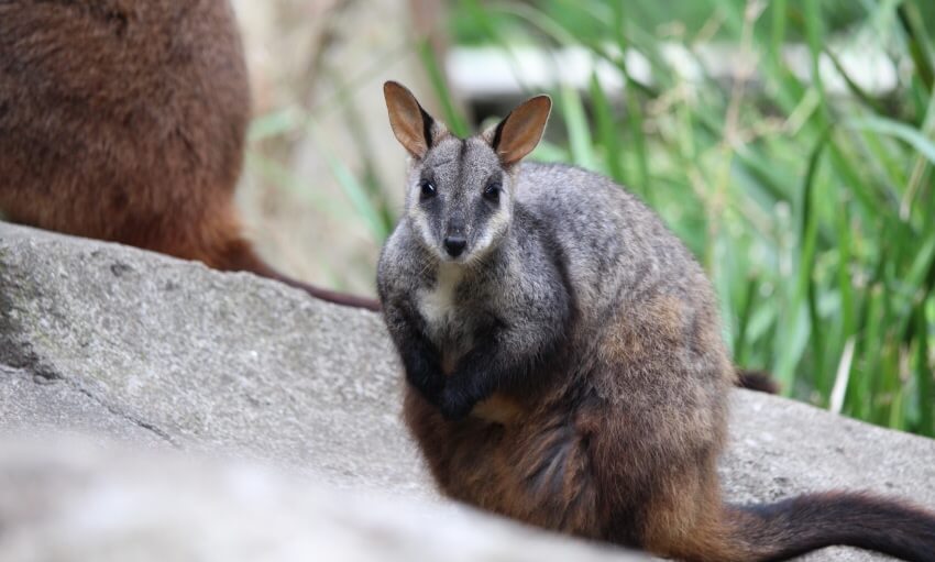 A small wallaby with gray and brown fur sits on a rock, facing the camera, with green plants in the background.