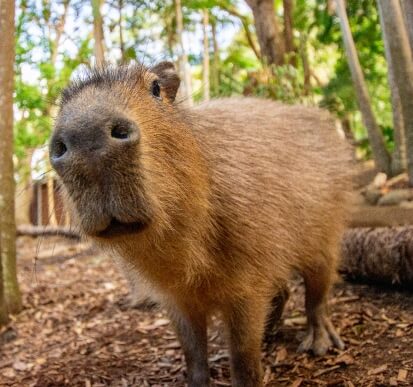 A capybara stands on a dirt ground in a wooded area, looking directly at the camera with its nose in focus.